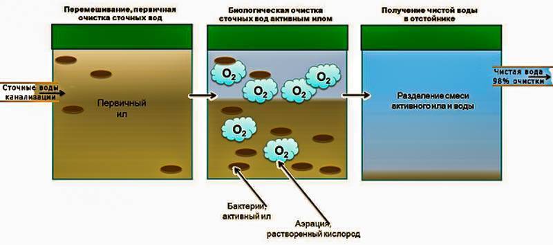 Какие микроорганизмы и бактерии применяют в септиках