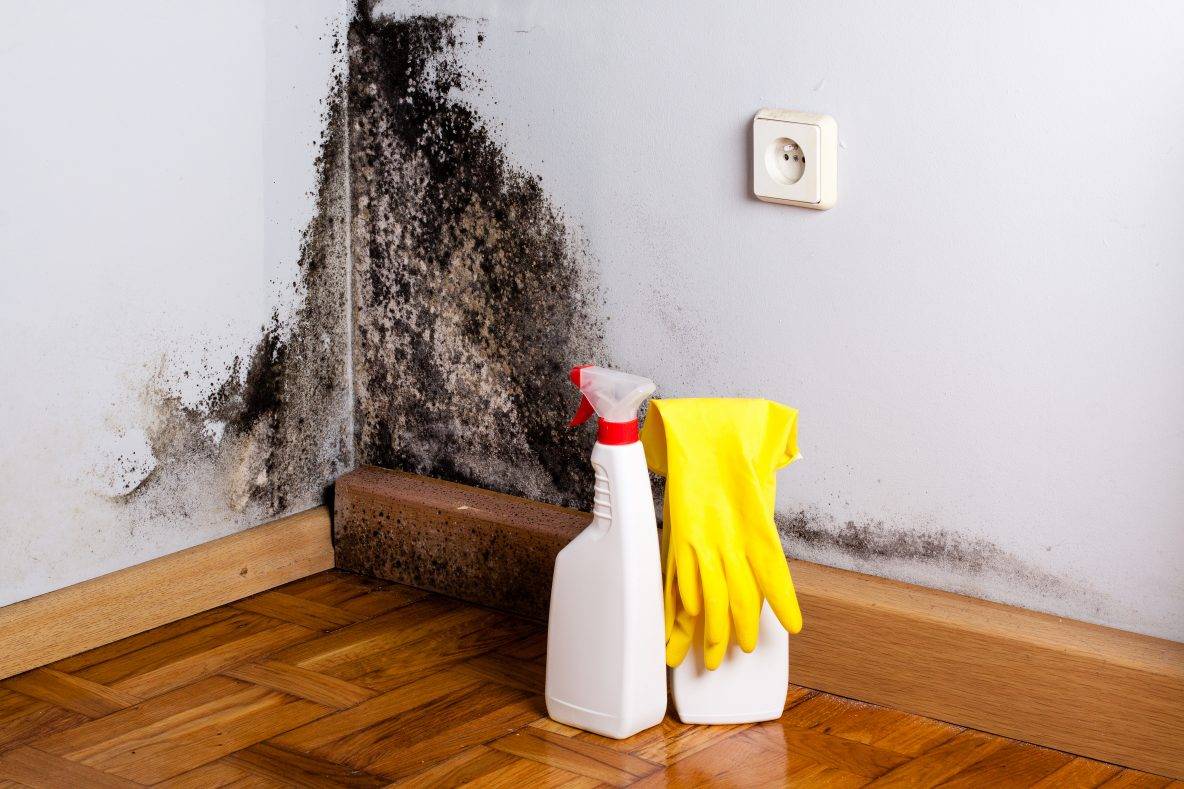 Как избавиться от плесени на стенах в квартире и доме навсегда 