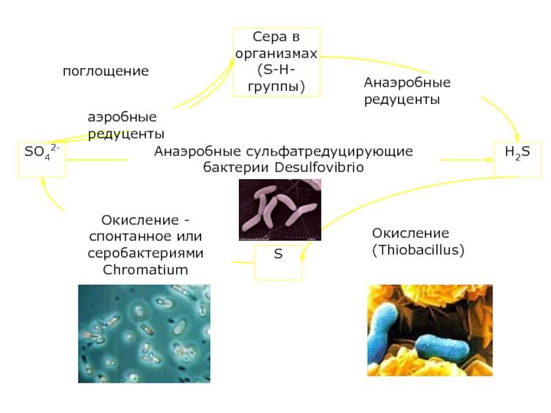 Бактерии для септиков: обзор, виды, как работают, анаэробные и аэробные типы